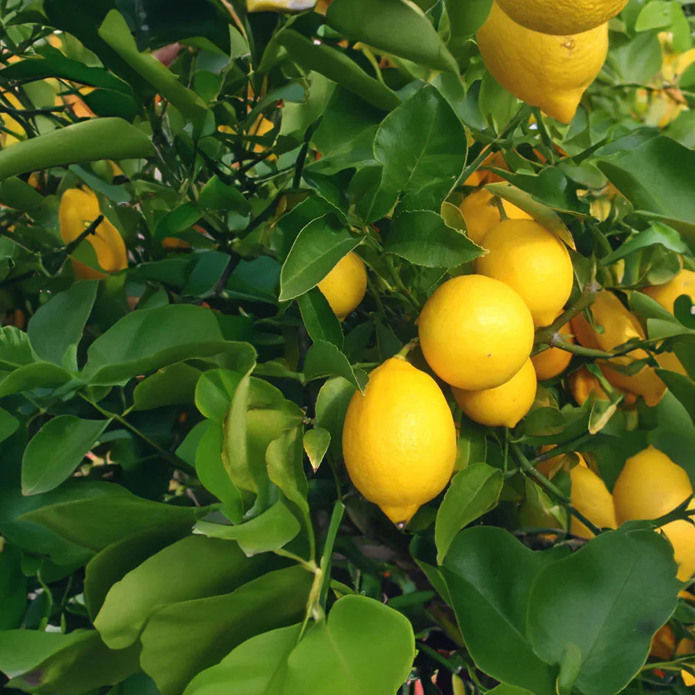 Meyer Lemon Tree