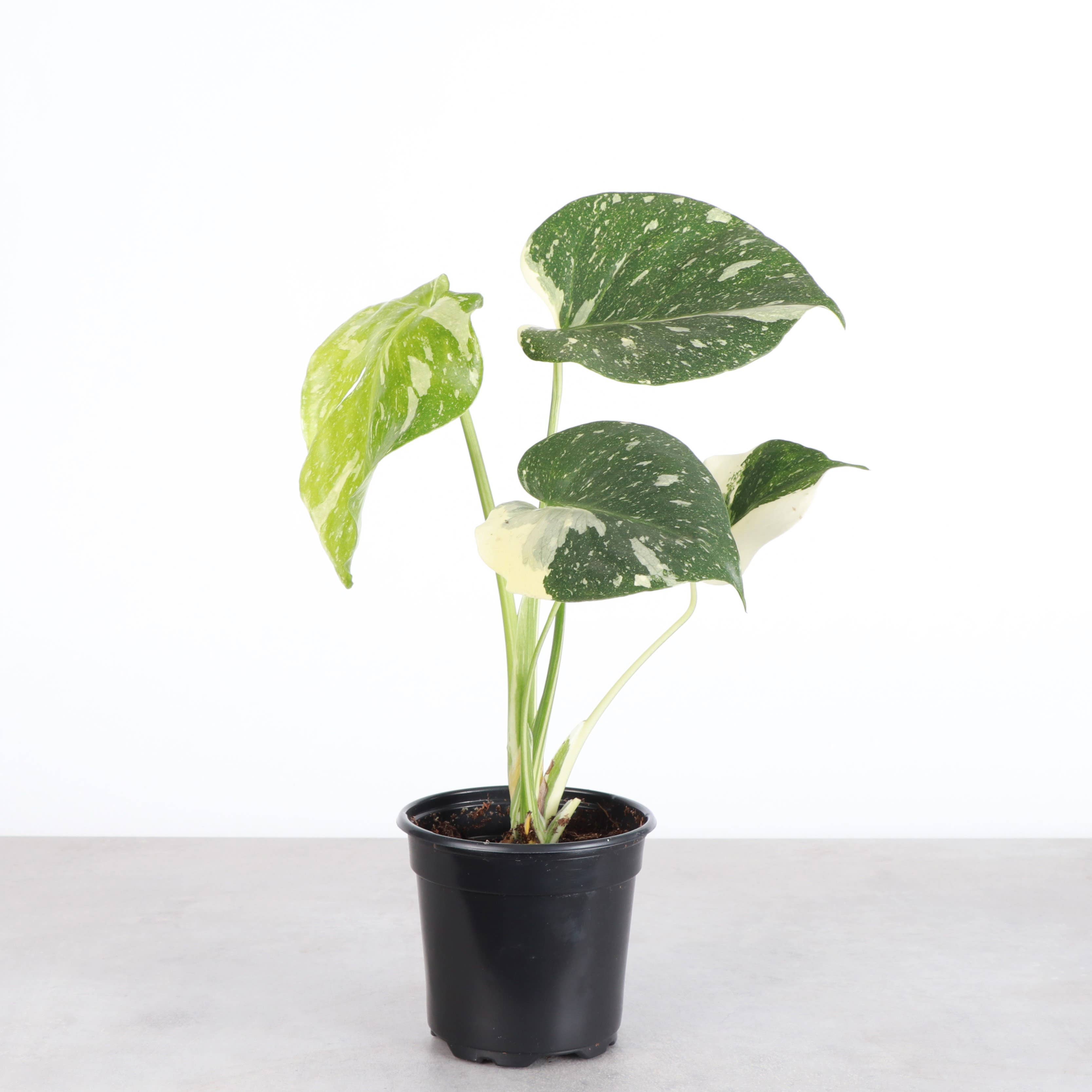 Thai Constellation Monstera