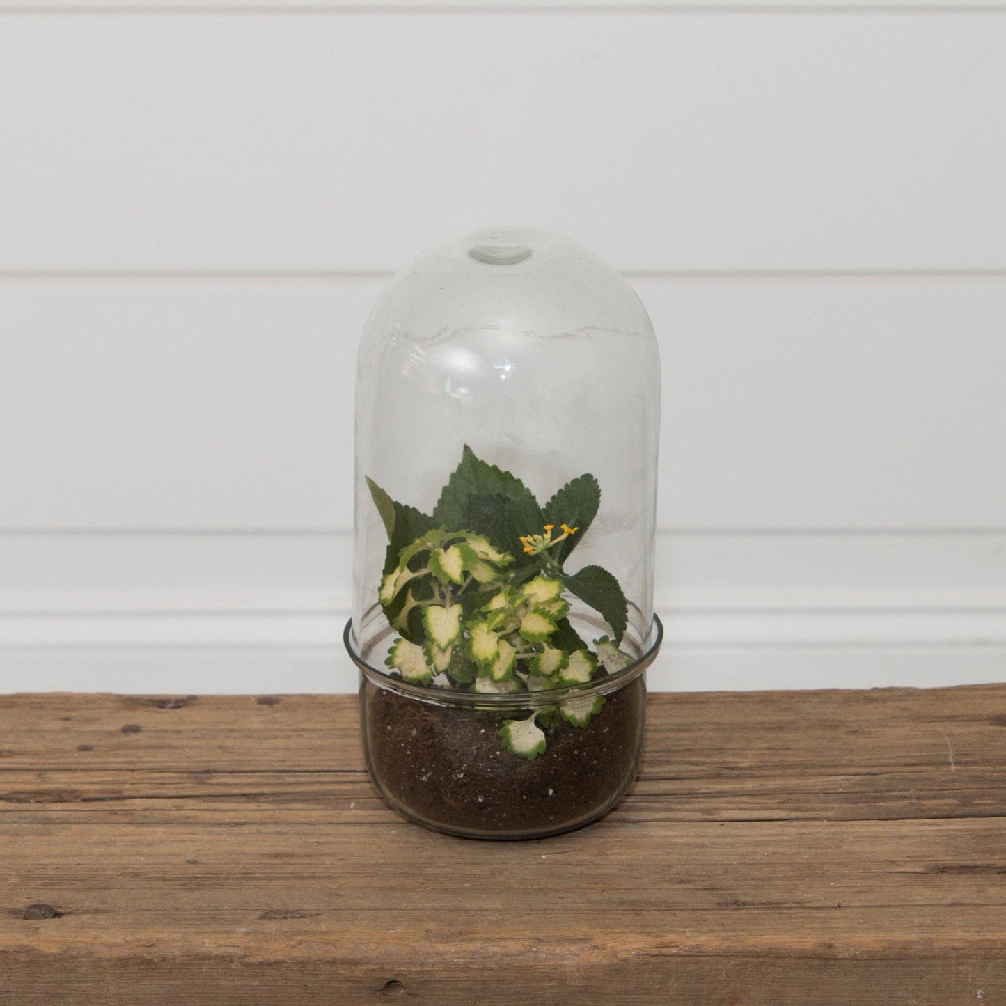 Glass Cloche Terrarium With Glass Base (PC)