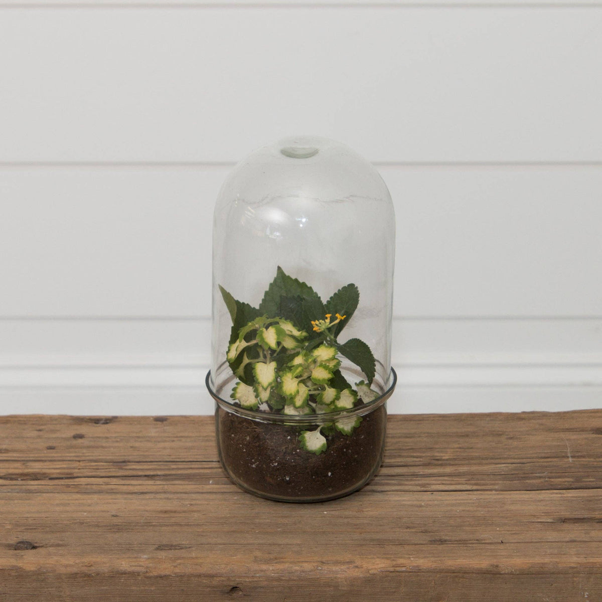 Glass Cloche Terrarium With Glass Base (PC)