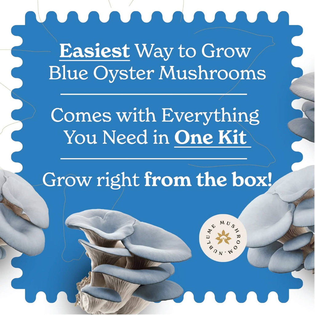 Blue Oyster Mushroom Grow Kit | Indoor DIY Garden Kit