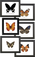 Single Butterfly Specimen Frame - BTF1