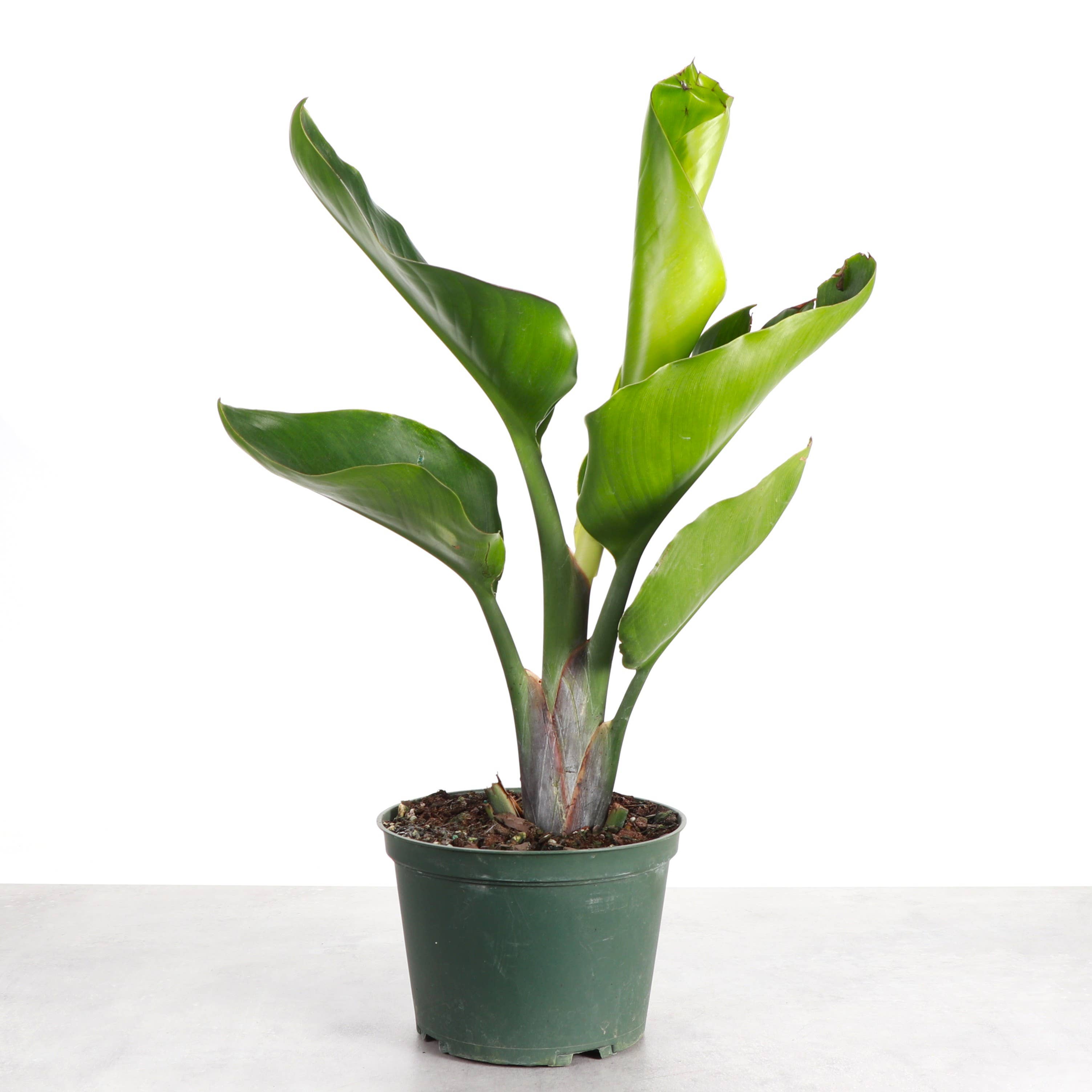 White Bird of Paradise - Live Plant