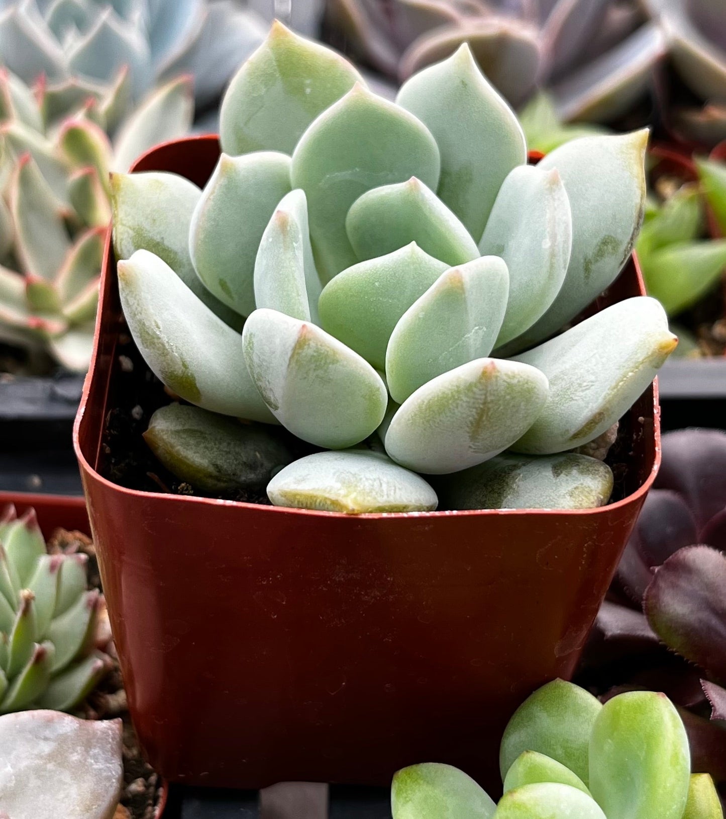 Echeveria Elegans Blue