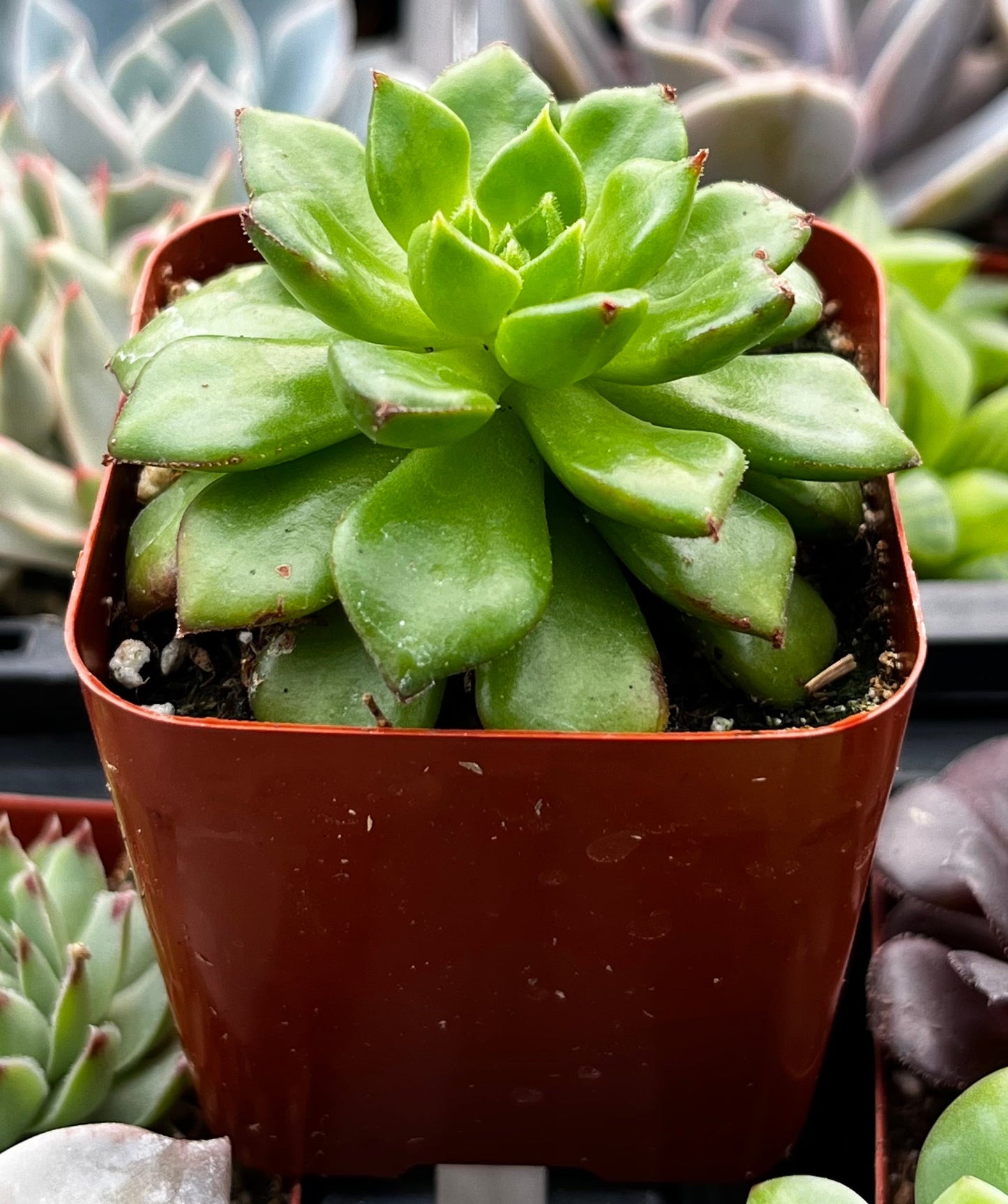 Echeveria Emerald Ripple