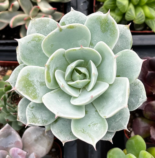 Echeveria Derenbergii (Painted Lady)