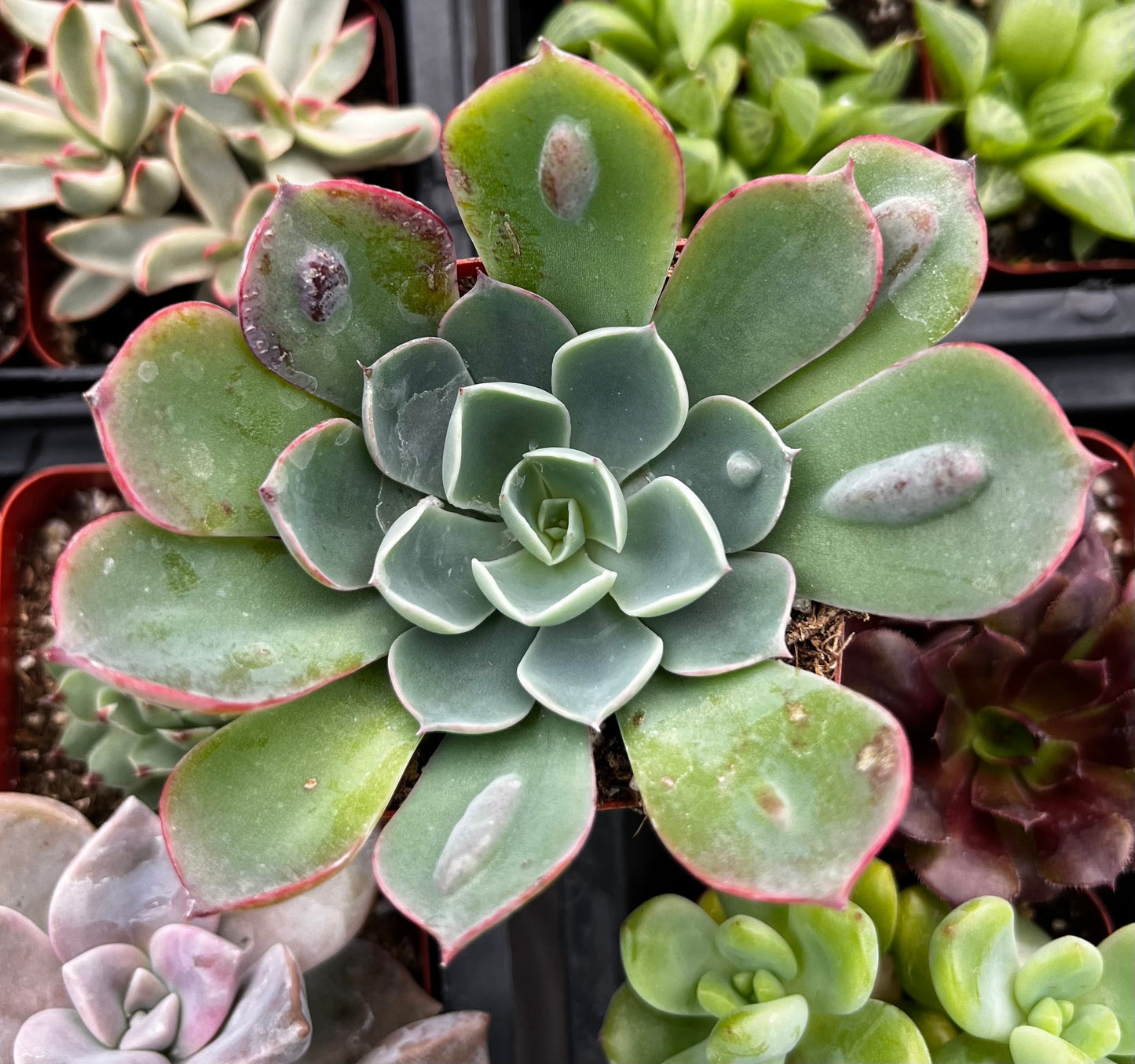 Echeveria Raindrops