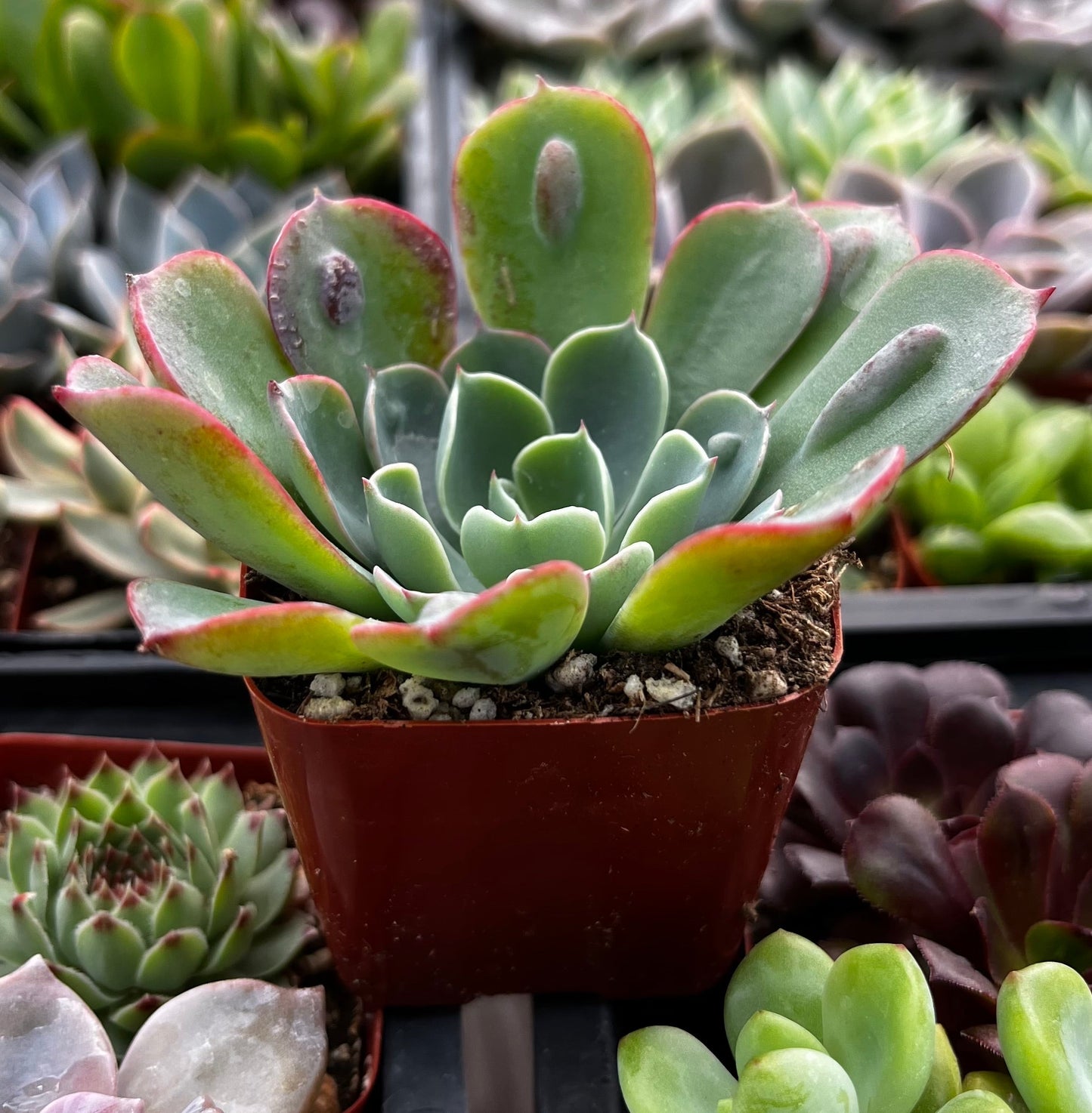 Echeveria Raindrops