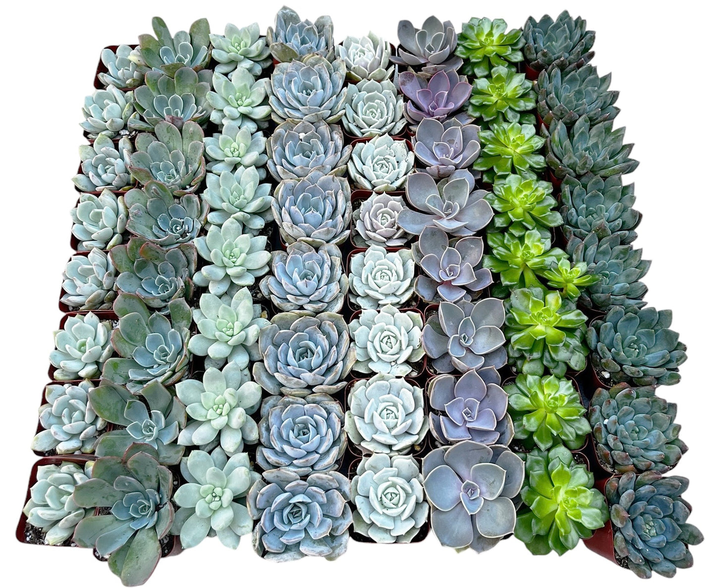 Bulk Echeveria Rosette Succulents
