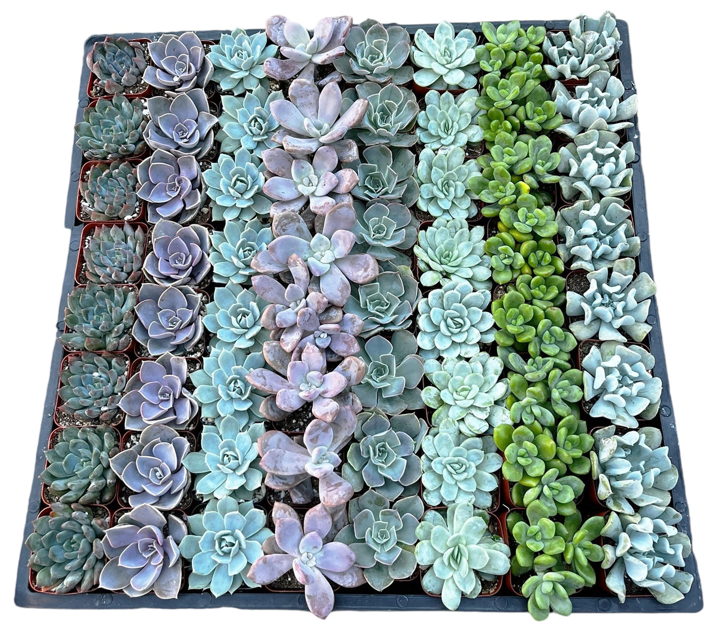 Bulk Echeveria Rosette Succulents