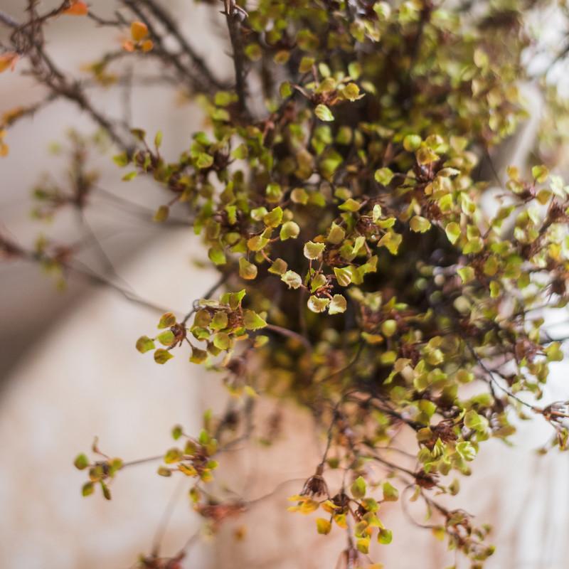 Erysimum Flower Plant Bundle 11" Tall