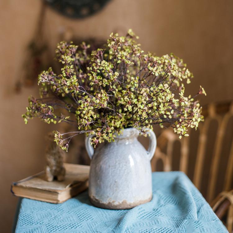 Erysimum Flower Plant Bundle 11" Tall