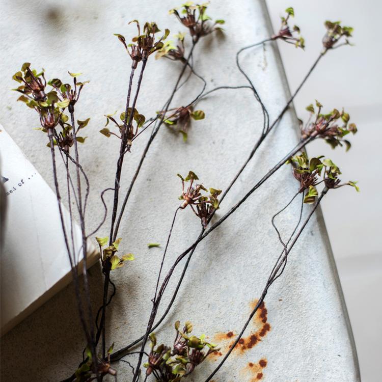 Erysimum Flower Plant Bundle 11" Tall