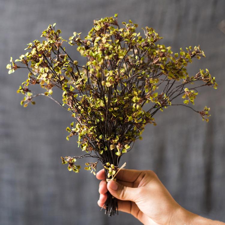 Erysimum Flower Plant Bundle 11" Tall