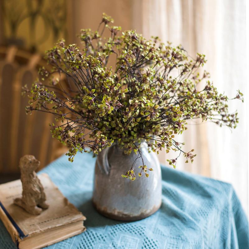 Erysimum Flower Plant Bundle 11" Tall