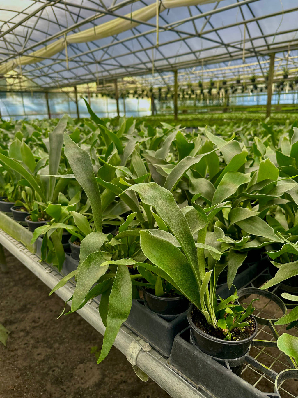 4" Staghorn Fern Netherlands