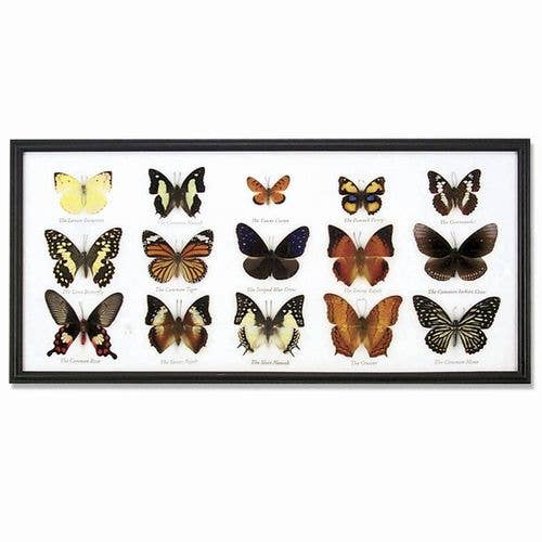 Butterfly Specimens Framed - BTF15