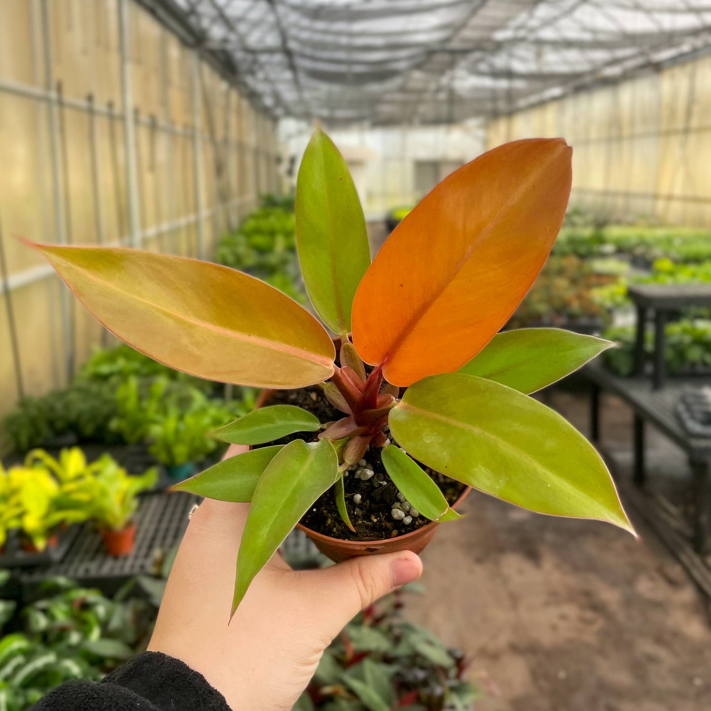 Prince of Orange Philodendron