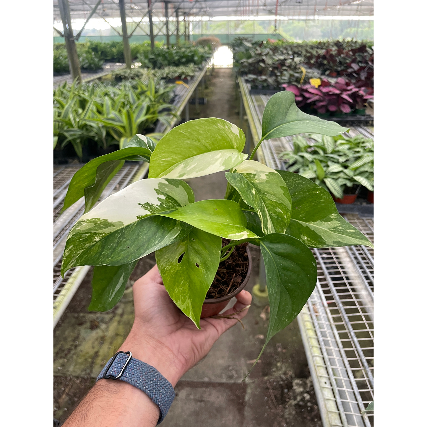 Pothos 'Albo Variegata'