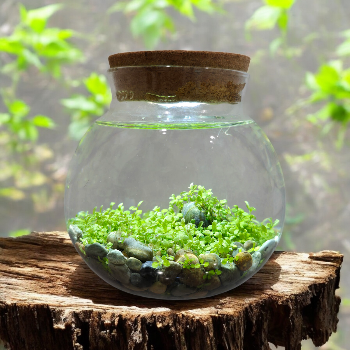 WaterPlants