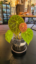 Begonia goegoensis