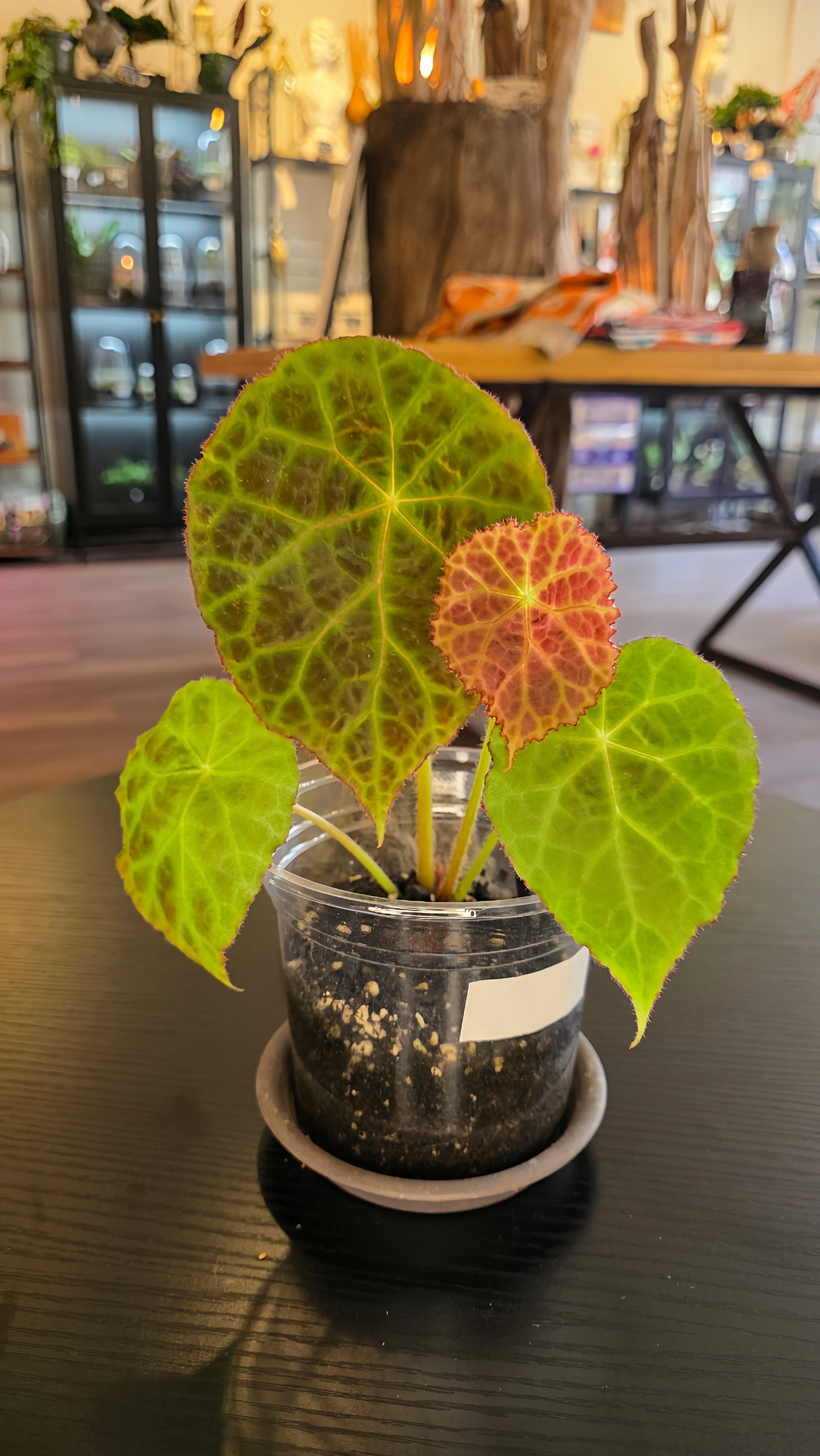 Begonia goegoensis