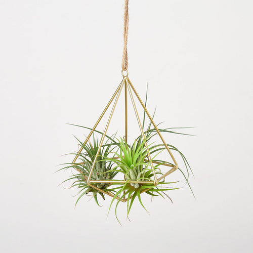 Air Plant Display Hanger - Brass