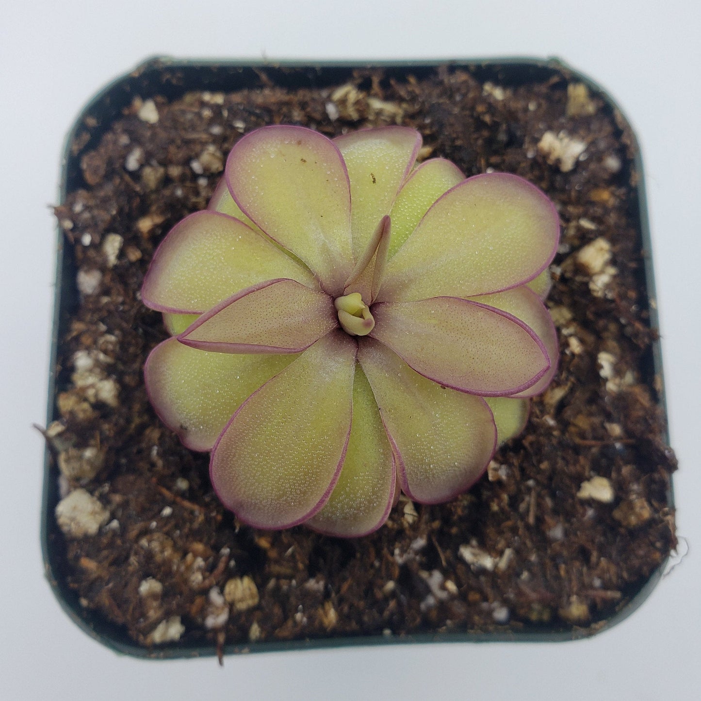 Pinguicula laueana x emarginata