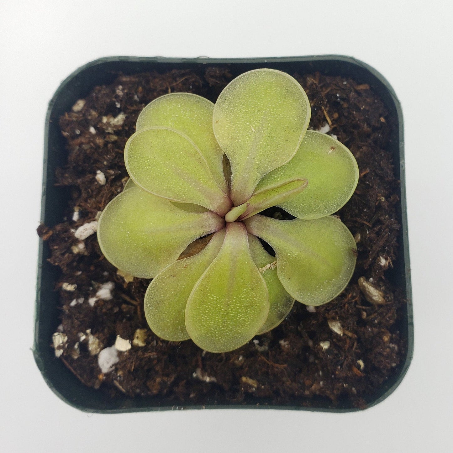 Pinguicula emarginata x 'Huahuapan'