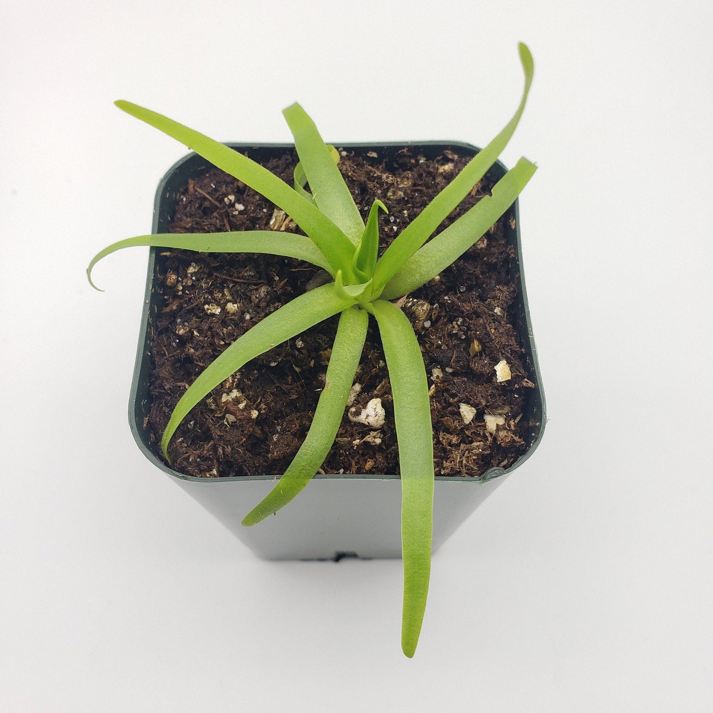 Pinguicula moctezumae