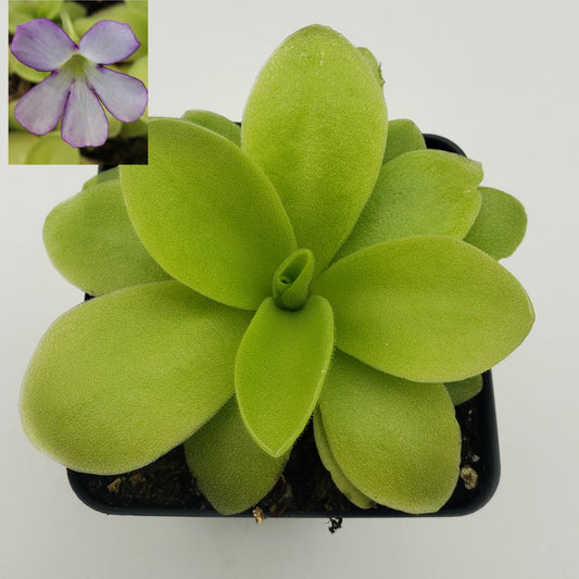Pinguicula gigantea x 'Huahuapan'