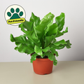 Bird's Nest 'Nidus' Fern
