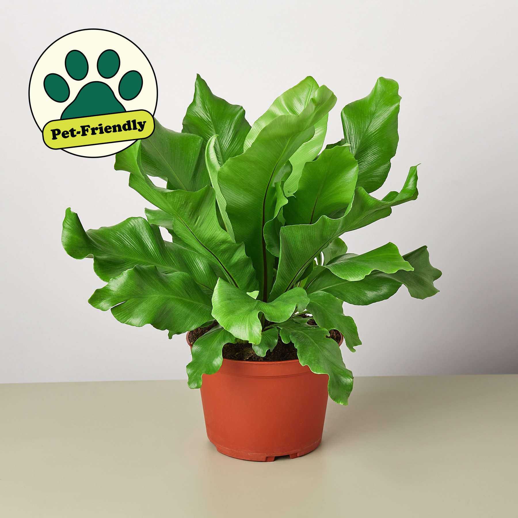 Bird's Nest 'Nidus' Fern