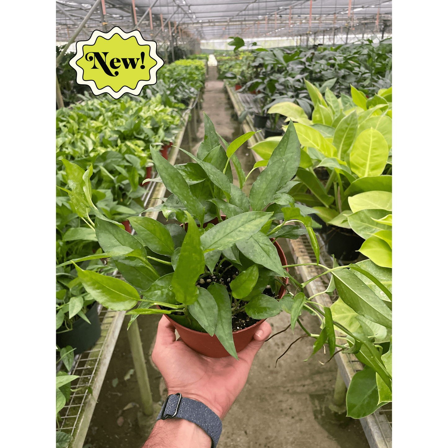 Pothos 'Skeleton Key'