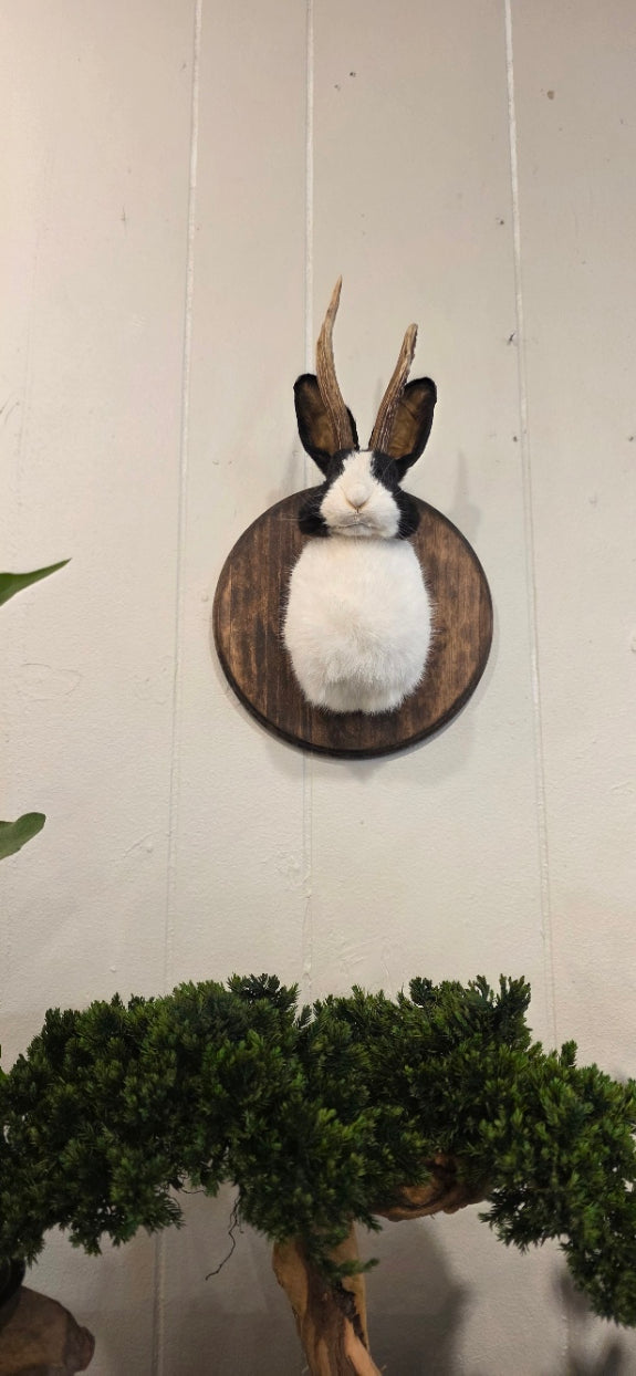 Jackelopes