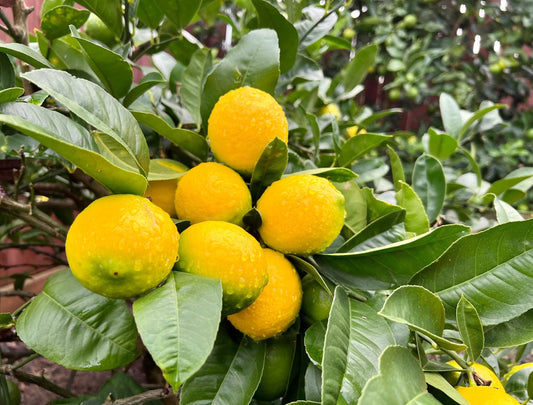 Meyer Lemon Tree