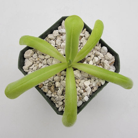 Pinguicula moranensis var. alba x moctezumae