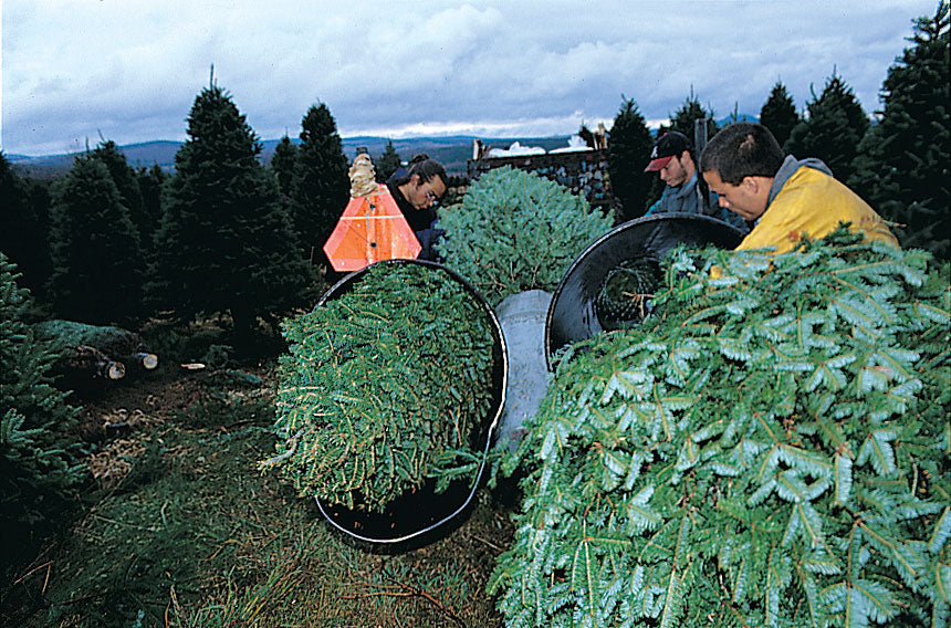 Real Christmas Trees Delivered 8 Foot Premium Balsam Fir Christmas Tree