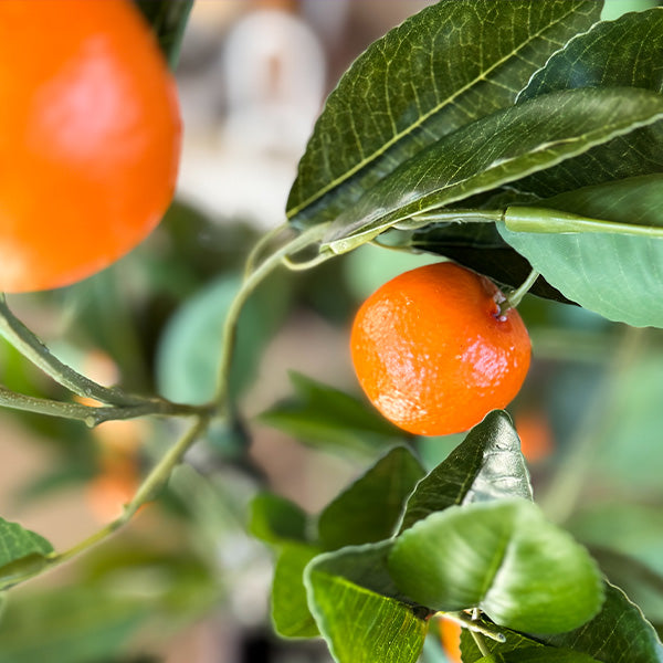 Faux Tangerine Tree, Choose Your Size