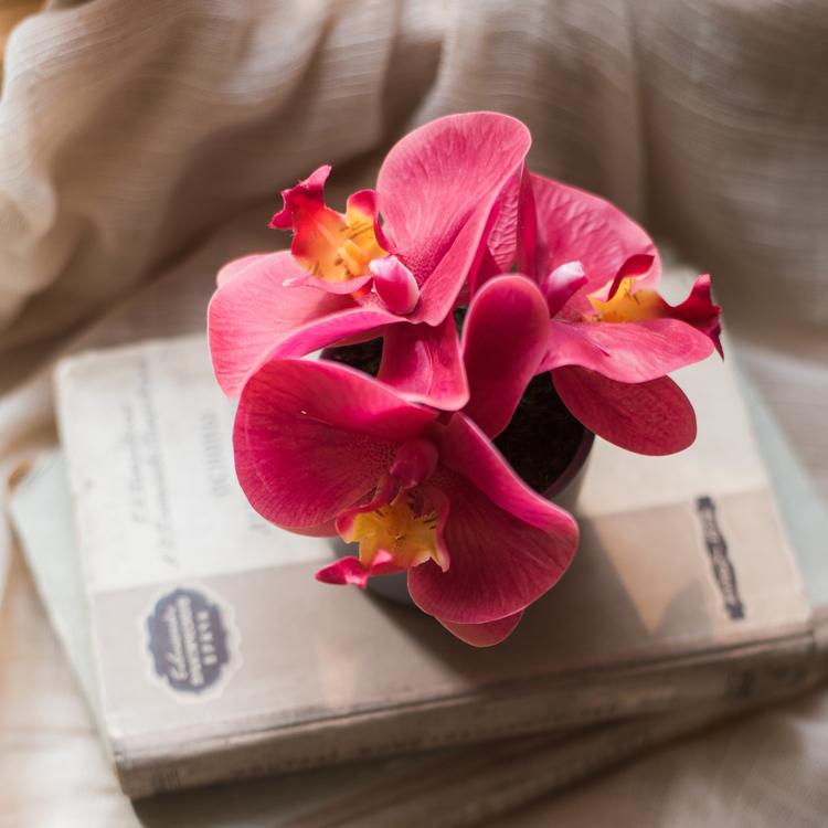 Artificial Potted Mini Real Touch Orchid Velvet Red