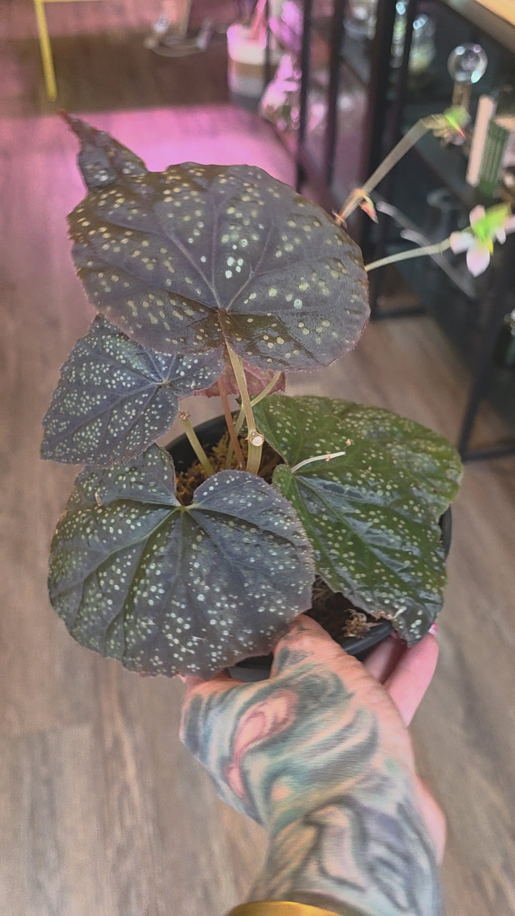 Begonia 45 V.1