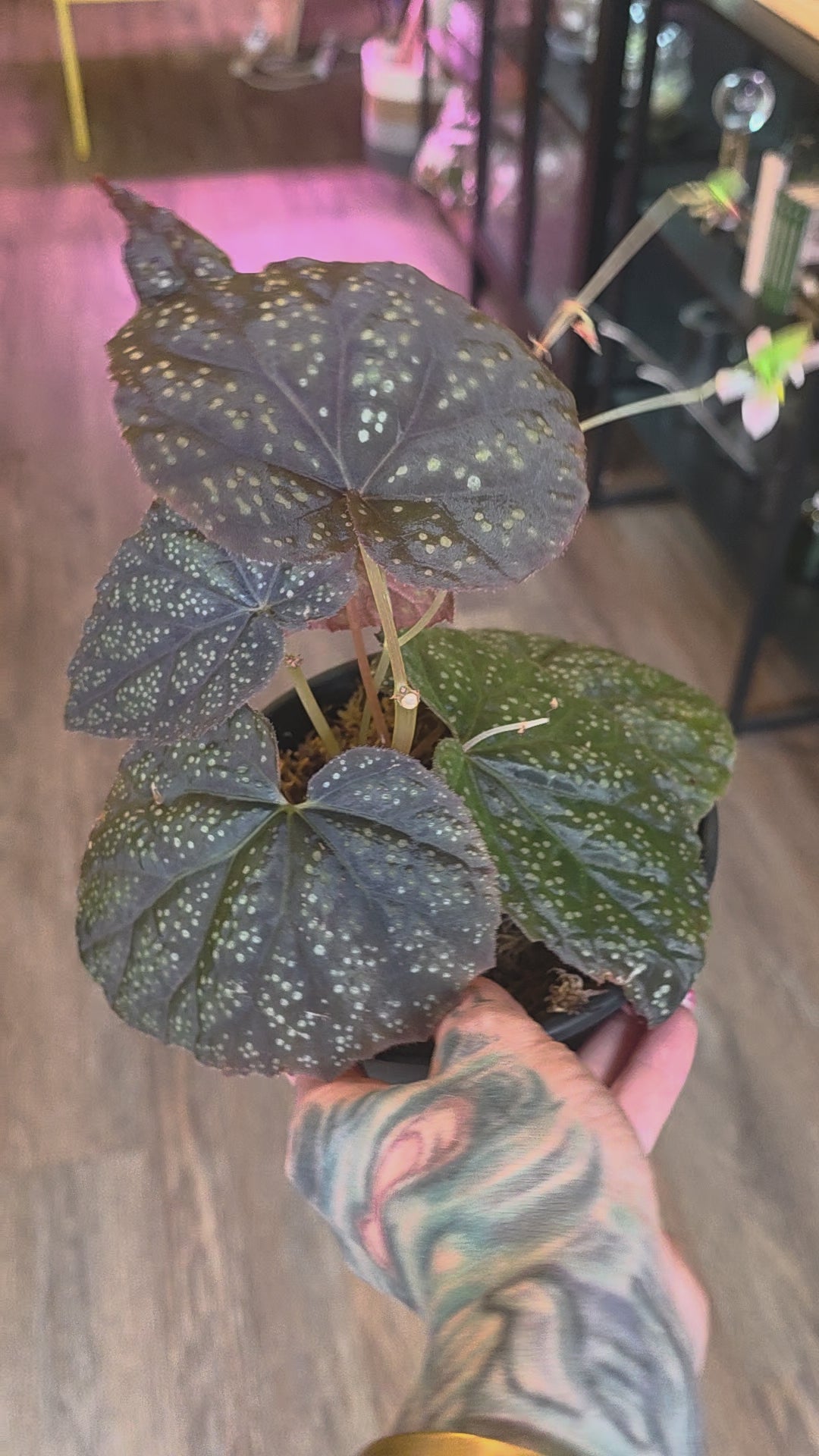 Begonia 45 V.1