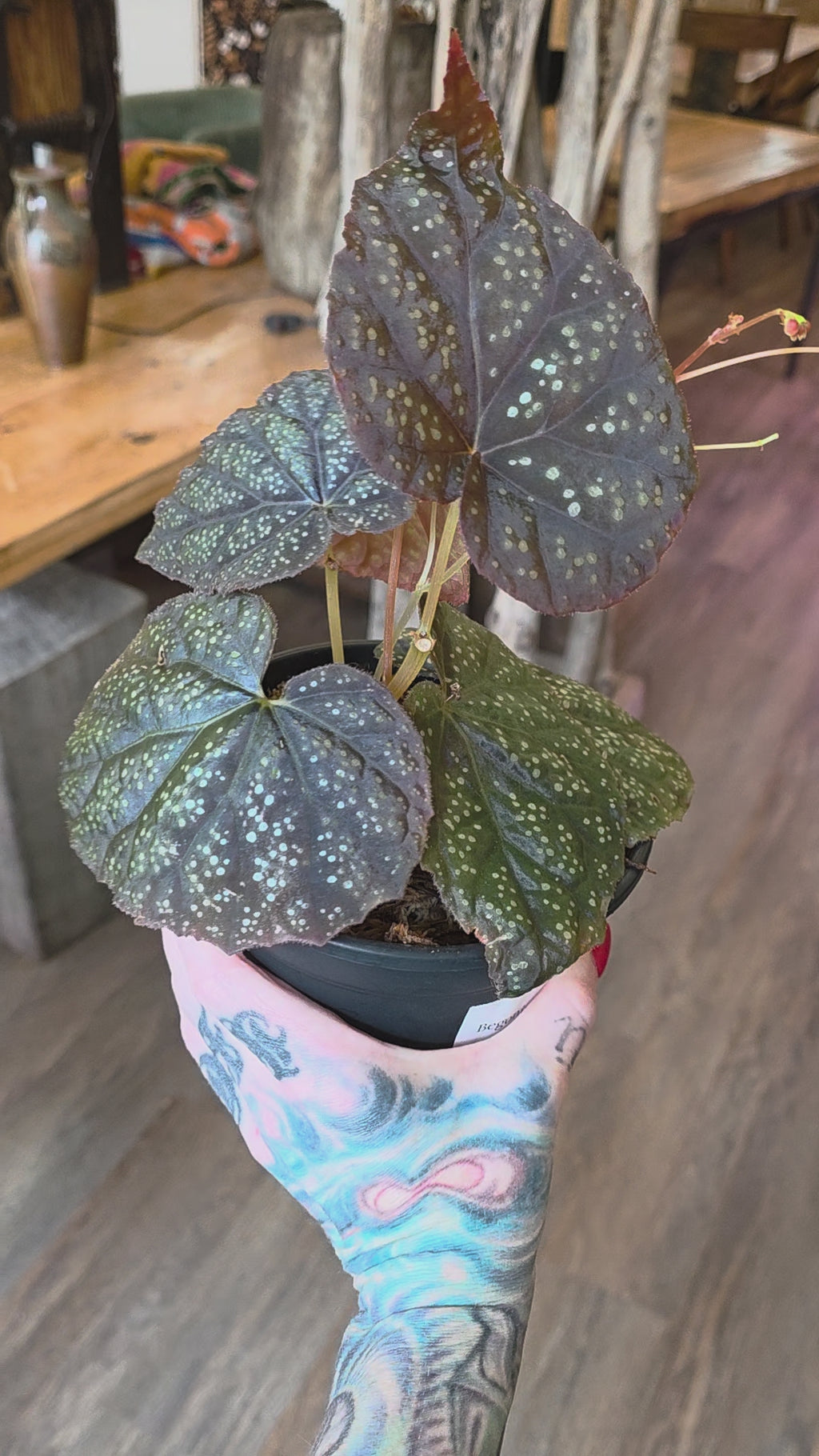 Begonia 45 V.1