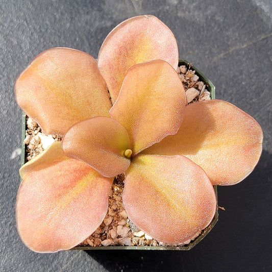 Pinguicula gigantea red x zamudioana