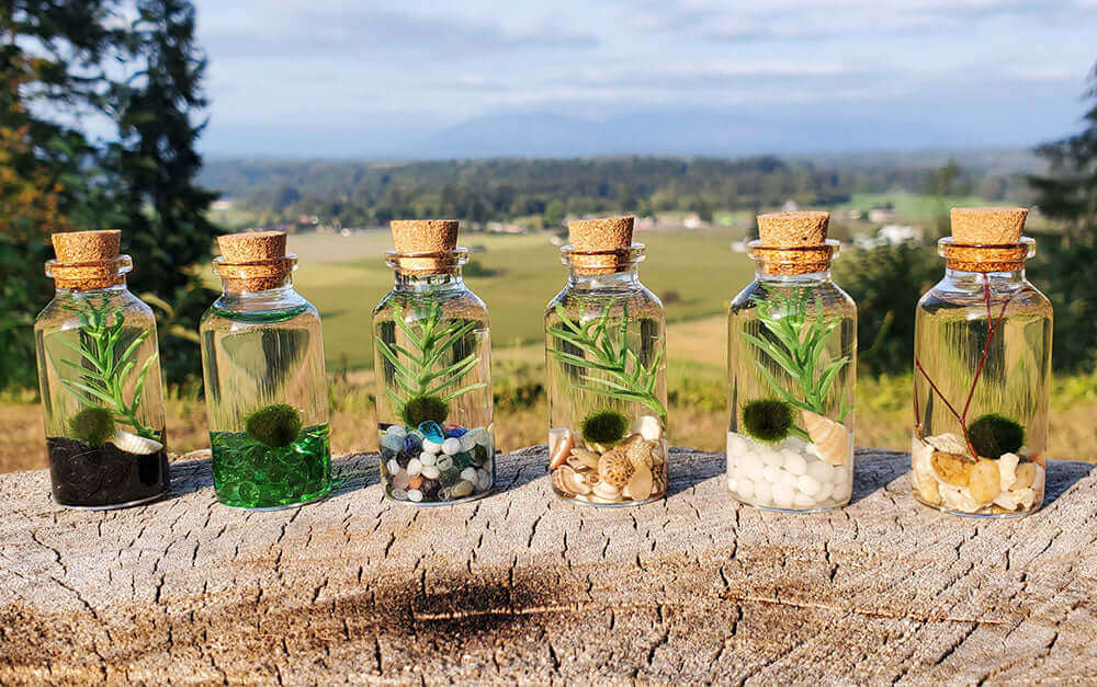 Small Alchemist Terrarium Starter Kit with Baby Moss Ball Pet