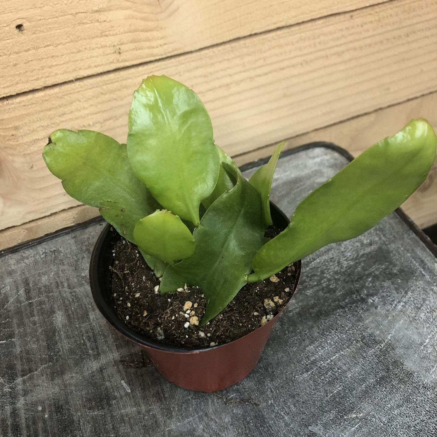 Epiphyllum Queen of the Night, 4" Plant