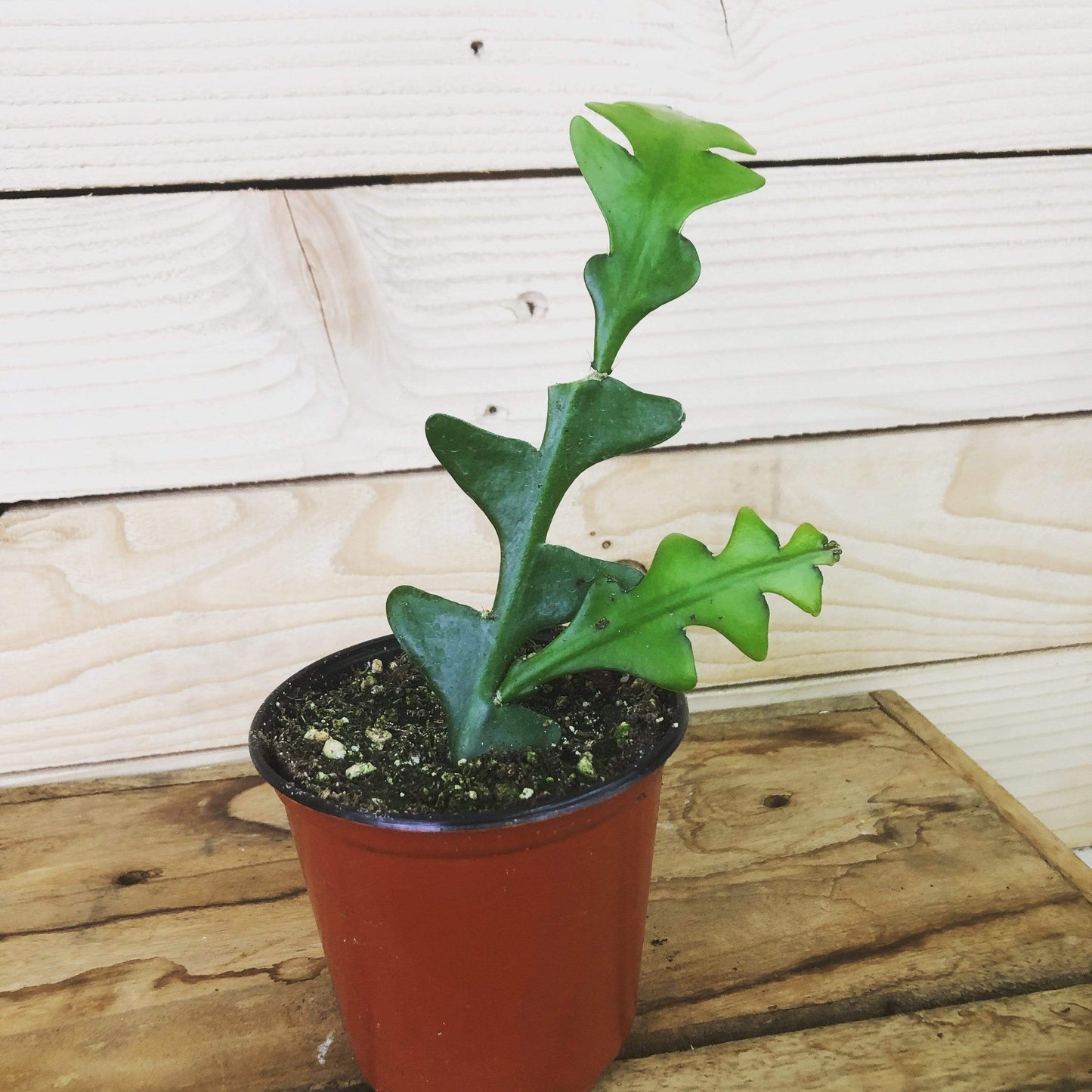 Selenicereus Anthonyanus Fishbone Cactus, 4" Plant