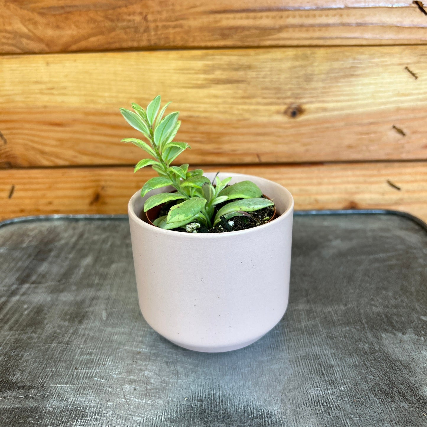 Aeschynanthus Lipstick Bolero Bicolore, 2" Plant