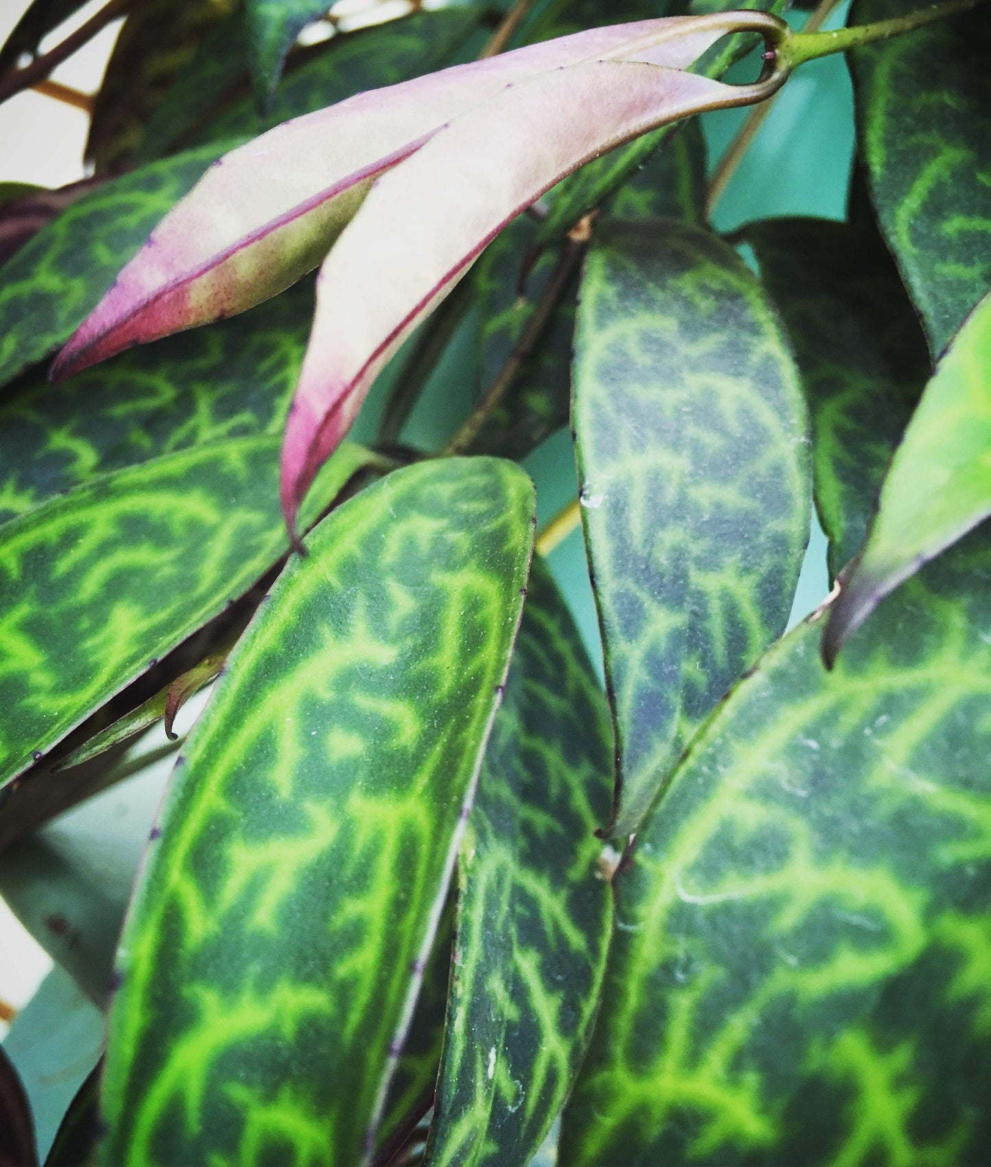 Aeschynanthus Lipstick Black Pagoda, Cuttings x5