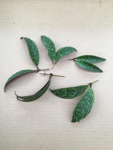 Aeschynanthus Lipstick Black Pagoda, Cuttings x5